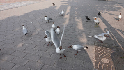 gulls and jackdaws in the city