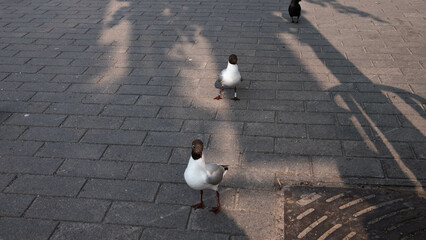 black-headed gulls in the city