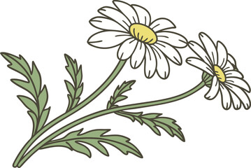 Daisy Flower Illustration Design. Hand Drawn Daisy Flower Art. Beautiful Daisy Blossom Drawing. Elegant Daisy Flower Composition. Colorful Daisy Floral Artwork. Flat Style Daisy Flower Design