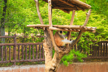 Patas Monkey Relaxing in a Wooden Enclosure