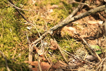 A frog sits on the moss among scattered twigs in the European woodland of Ukrainian Polissia.