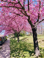 cherry tree in spring