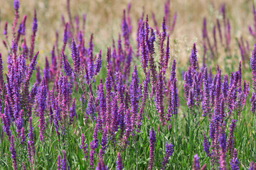Obraz premium Salvia nemorosa