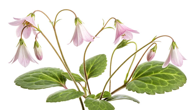 Sweden  linnaea borealis  linnaea borealis  isolated on white background PNG. AI GENERATED