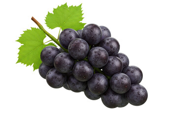Isolated Juicy Dark Grapes Bunch with Green Leaf