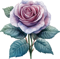 rose on white background