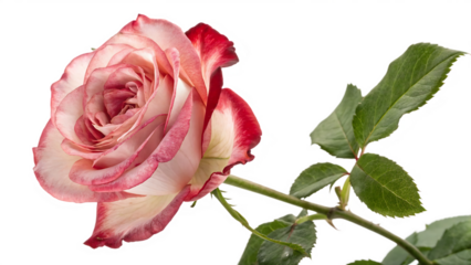 United Kingdom Tudor rose Rosa isolated on white background PNG. AI GENERATED