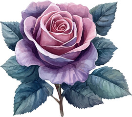 rose on a white background