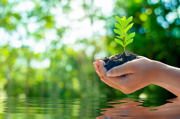 environment Earth Day Water Tree Hand. Green Hand Holding Nature Environmental Conservation and Hope