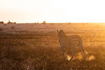 a zebra silhouette in golden light