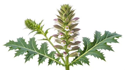  Greece bear s breech acanthus mollies isolated on white background PNG. AI GENERATED