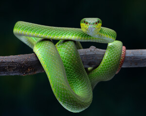 This Trimeresurus albolabris, or white-lipped pit viper, displays striking emerald green scales and...