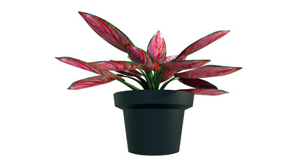 3d render of Aglaonema anyamanee in a black pot