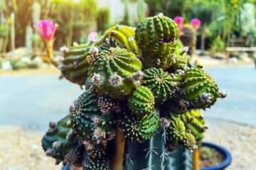 Beautiful fresh cactus in farm. A collection of cacti flourishing. Cactus plant in the arboretum....
