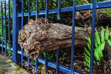 Large tree roots or old logs allowed to pass through iron fence via specially designed openings...