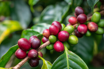 Obraz premium A bunch of red and green coffee berries hanging from a tree. The red berries are ripe and ready to be picked