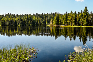 étang de la gruère, la gruère, See, Moorsee, Moor, Weiher, Hochmoor, Wanderweg, Spiegelung, Wasserpflanzen, Wald, Waldweg, Wasserpflanzen, Torfmoos, Jura, Naturschutz, Frühling, Sommer, Schweiz