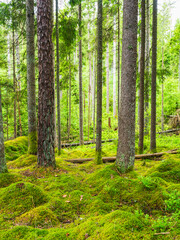 Lush green forest in a Swedish nature reserve showcasing vibrant moss-covered ground and tall trees in a tranquil setting