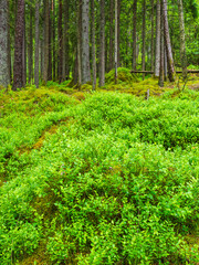 Lush greenery and towering trees in a tranquil Swedish nature reserve during spring
