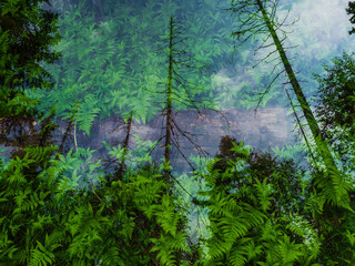 Mesmerizing double exposure of Swedish forest showcasing lush greenery and misty atmosphere