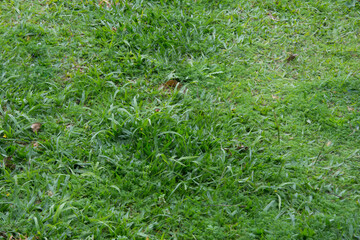 nature green grass background,