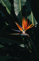 Bird of Paradise flower with vibrant orange and blue.