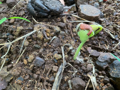 Bean sprouts growing from the soil seim seed 