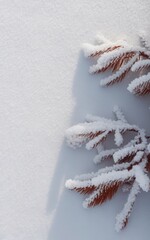 Winter's embrace, a snow-dusted evergreen branch lies softly on the snowy ground