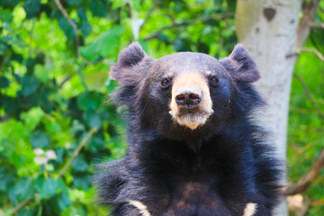 Close-up of an Asiatic Black Bear