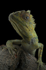 This captivating forest dragon, likely Gonocephalus chamaeleontinus, showcases intricate green and yellow scales with prominent spiky crests, 18 juny 2025 Indonesia