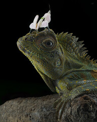 This close-up captures a forest dragon (likely Gonocephalus chamaeleontinus) with an exquisite...