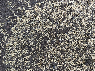 the image looks like rice grains (paddy) and neem mixed together. Neem-based biofertilizers are used in rice farming, which increase soil fertility and naturally control pests.