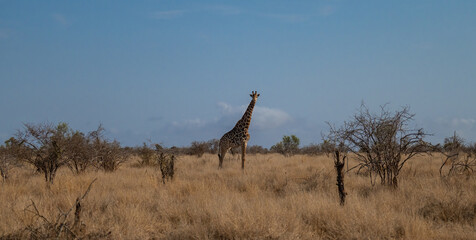 Giraffe im Busch vom Krüger National Park - Kruger Nationalpark Südafrika