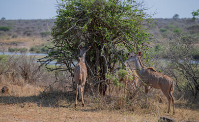 Kudu Strepsiceros im Krüger National Park - Kruger Nationalpark Südafrika