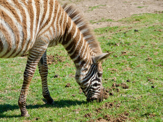 Zèbre en train de brouter