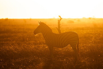 a zebra silhouette in golden light