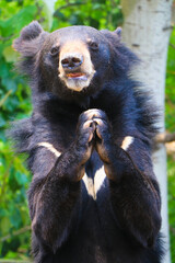 Asiatic Black Bear in a Praying Pose