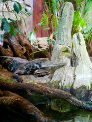 Vue d'un caïman qui repose sa tête sur une tortue