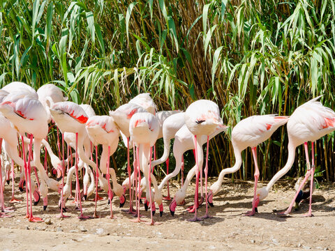 Groupe de flamants roses en train de picorer