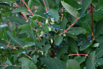 a honeysuckle bush with ripe berries and water droplets