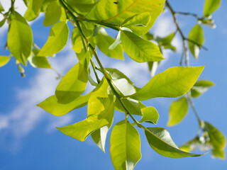 Gros plan ou macro des feuilles d'un citronnier en été.