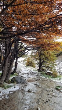 Autumn Colours with Snow at Cerro Martial, Ushuaia, Argentina