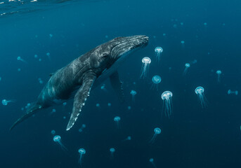 Fototapeta premium Humpback Whale and Jellyfish Underwater Photo
