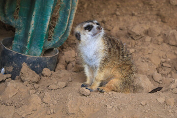 Meerkat in a Sandy Enclosure