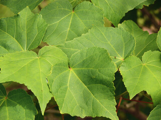 A closeup image of green leaves in the garden. This image was captured intended to be used as a background image.
