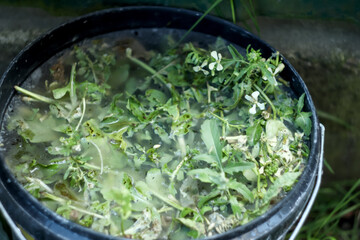 Liquid fertilizer in a bucket ready for nourishing plants, rich in essential nutrients like compost. A bucket of liquid nutrient solution
