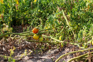 Lush green tomato field in summer, showcasing healthy growth for the food industry. Emphasizes nature and healthy produce from the garden or farm