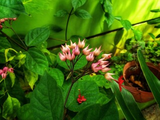 Delicate pink and white flowers of the Bleeding Heart Vine bloom gracefully, with heart-shaped...