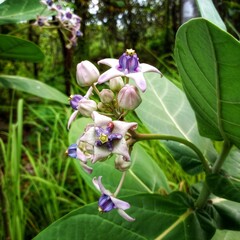 A close-up of a blooming Calotropis gigantea flower with soft purple and white petals, showcasing its unique crown-like shape amid green leaves in a serene natural setting.
