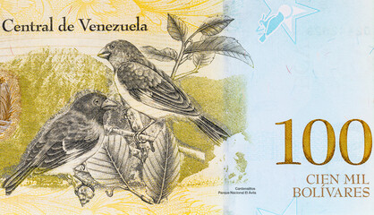 100 Bolivares of Venezuela with portrait of Cardenalitos - Red Siskin (Carduelis cucullata). Money of Venezuela